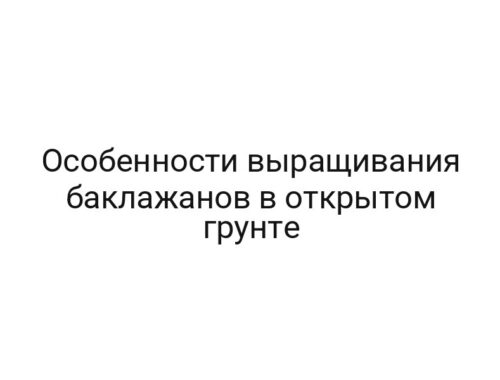 Особенности выращивания баклажанов в открытом грунте