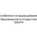 Особенности выращивания баклажанов в открытом грунте